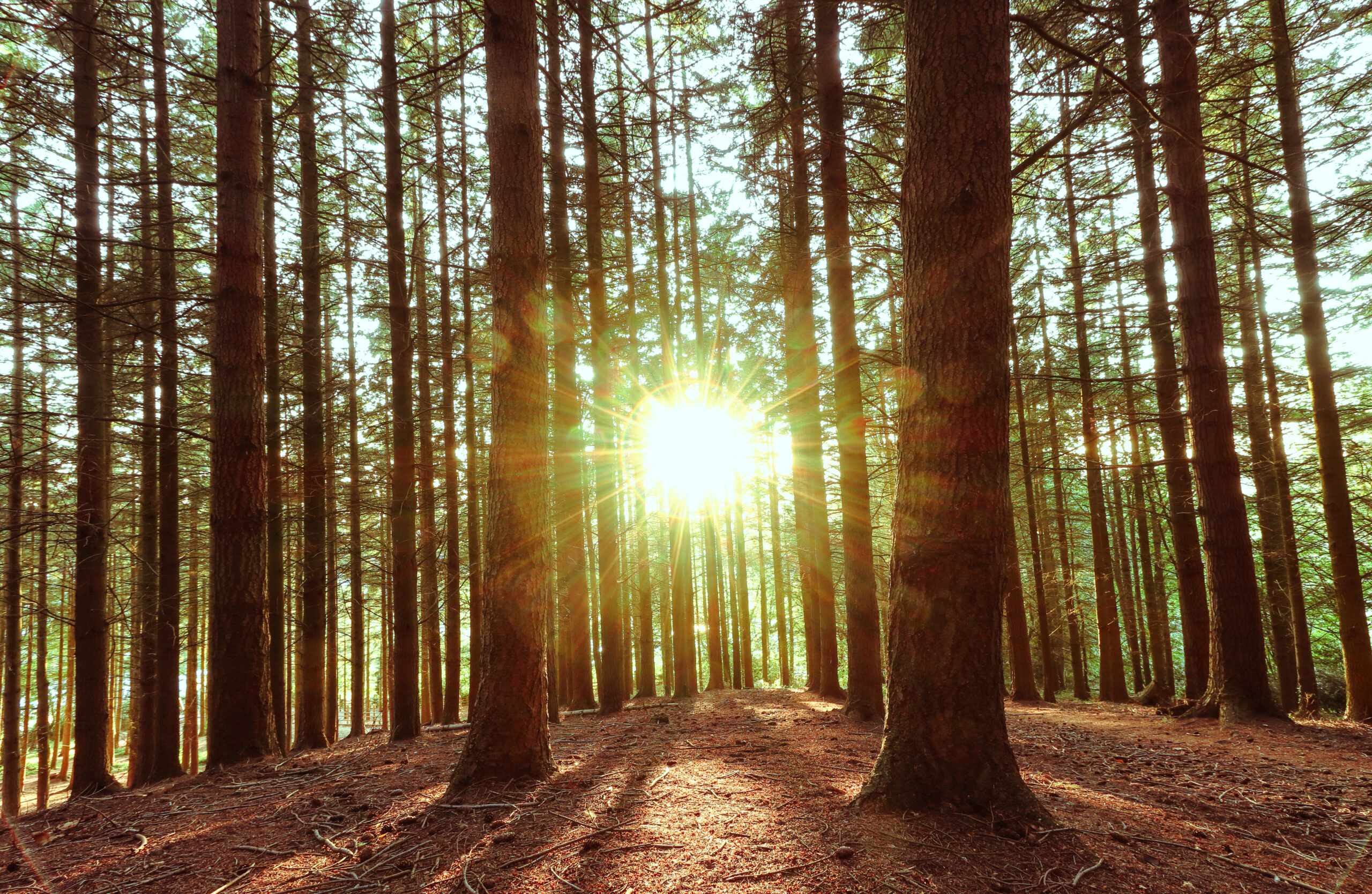 Sunset through trees